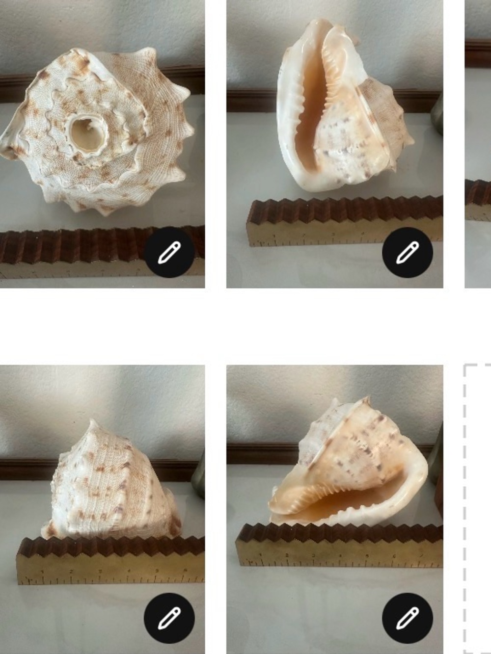 Natural Sea Shell Decorative Accent in Cream and White